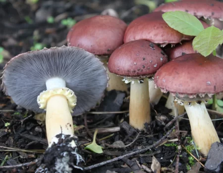 King Strapharia, Fungal Layer (8)