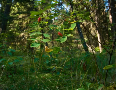 Prickley_Rose_fruiting_in_Lac_La_Hache_Provincial_Park